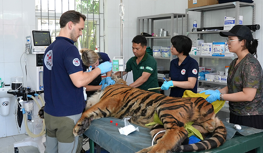 Tiêm vaccine cho 'chúa sơn lâm'