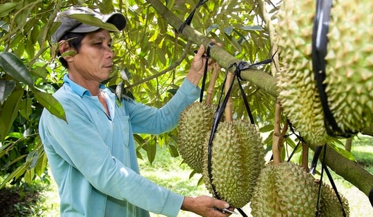 Tin cực vui cho người trồng sầu riêng khi hơn 800 mã số vùng trồng được duyệt