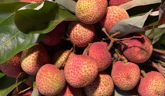 Vải u đầu mùa giá cao chót vót nhưng vẫn đắt khách tìm mua