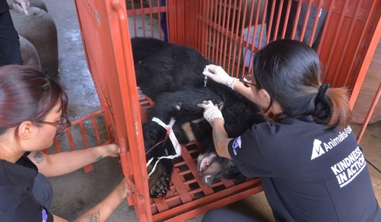 Cứu hộ một cá thể động vật quý hiếm nuôi nhốt trong nhà dân hơn 20 năm