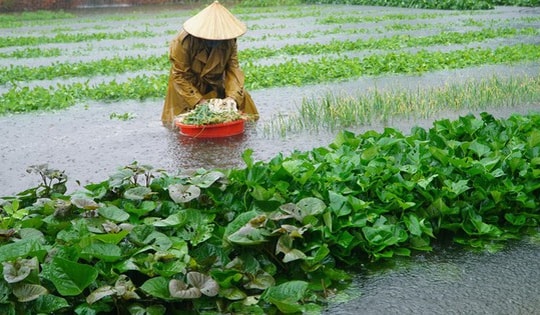 Mưa lũ gây thiệt hại cho các tỉnh miền Bắc