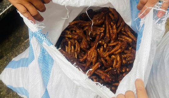 'Chặn đứng' 1,4 tấn chân gà bốc mùi đang trên đường về Hà Nội