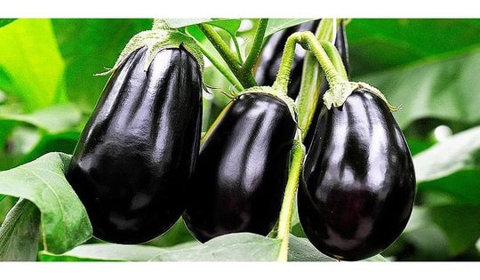 Cà tím chữa bệnh gì?