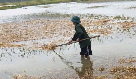 Nông dân căng mình 'cứu lúa' sau lũ