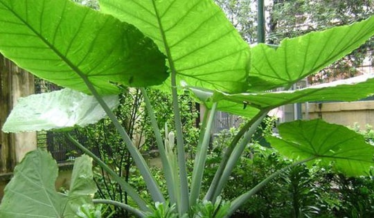 Người mang mệnh Thủy và Mộc nhất định nên có cây này trong nhà để kích hoạt nguồn sinh khí, tài lộc