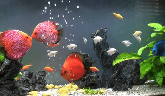 Một số loài cá đặc biệt có thể mang lại may mắn và hỗ trợ tốt cho gia chủ mệnh Hỏa khi nuôi