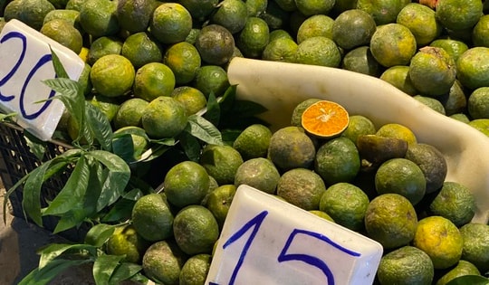 Một loại cam Việt vào mùa giá rẻ bèo, tiểu thương tiêu thụ vài tạ mỗi ngày