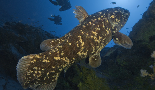 Loài động vật quý hiếm bậc nhất hành tinh, tuyệt chủng cách đây 70 triệu năm bất ngờ tái xuất ở nơi rất gần Việt Nam