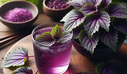 7 trường hợp cần thận trọng khi uống nước lá tía tô