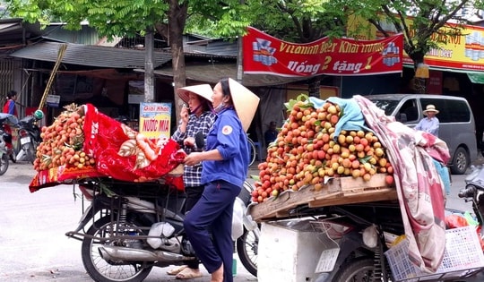 Dân trồng vải háo hức vì vải sớm đầu mùa giá cao vẫn 'cháy hàng'