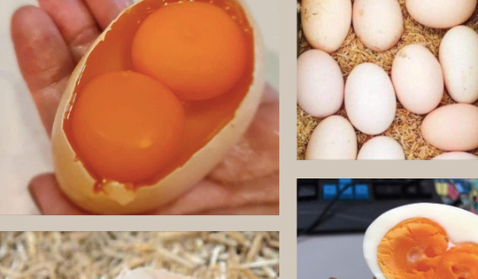 Thực hư thông tin về các loại trứng gà 2 lòng đỏ, vỏ nhiều màu sắc
