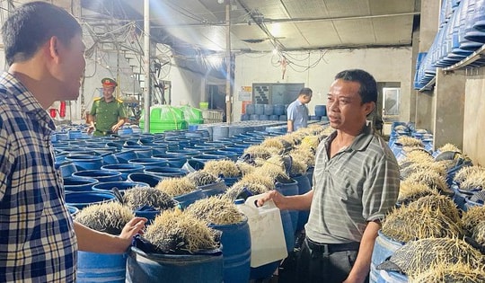 Hóa chất ngâm giá đỗ có thể gây tổn thương gan, thận, thậm chí tử vong