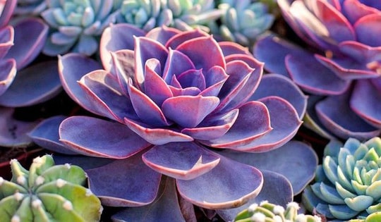 Cây cảnh giúp không gian bếp thu hút tài lộc và may mắn