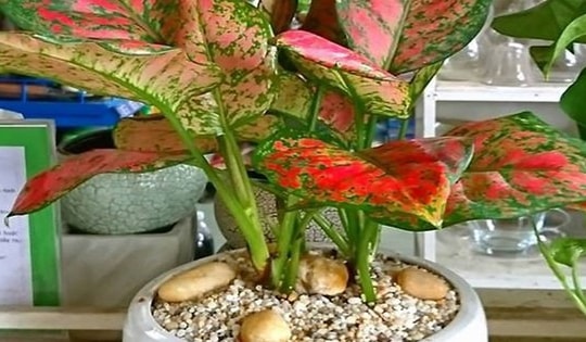 Cách chọn cây phong thuỷ phù hợp từng mệnh, mang đến may mắn, sức khỏe và tài lộc