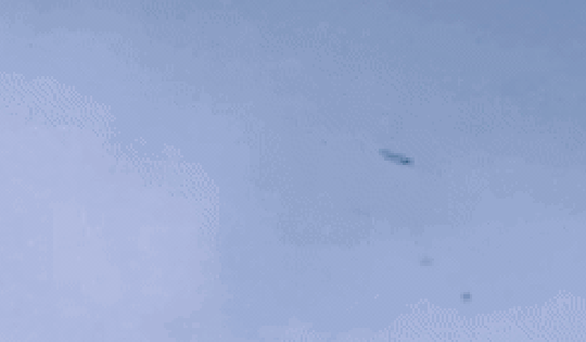 Cảnh tượng sốc: Cá bay đầy trời ở vùng biển Caribe, rốt cuộc chuyện gì đang xảy ra?