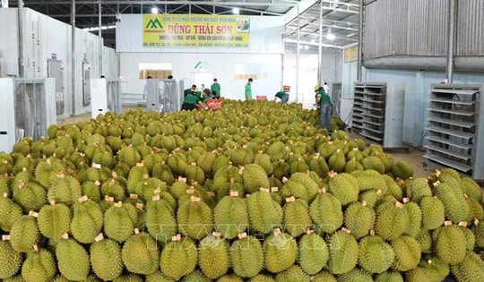 Lời giải cho bài toán 'được mùa mất giá' của nông sản Việt