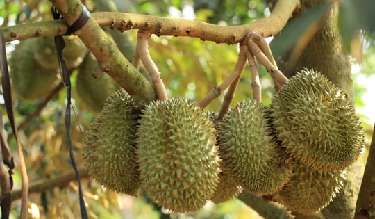 9 bài thuốc chữa bệnh từ sầu riêng