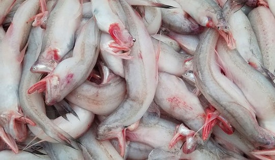 Loại cá rẻ như khoai, từng đem cho lợn ăn nay thành đặc sản, giá trên 200.000 đồng/kg