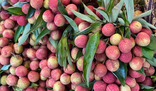 Vải u trứng trắng Hải Dương giá tiền trăm gây ‘sốt’ thị trường trái cây Việt