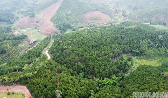 Lạc bước ở ‘ốc đảo’ mắc ca