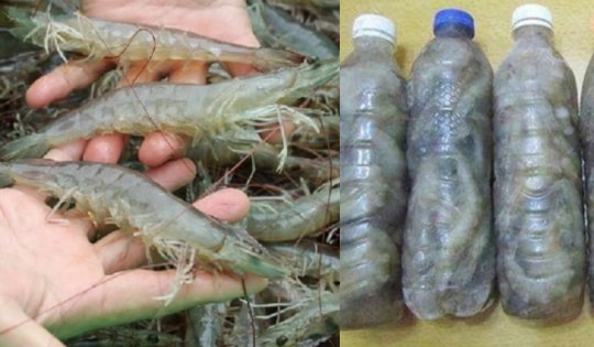 Muốn có tôm ăn quanh năm không lo nhạt thịt hay có mùi thì hãy làm theo cách sau