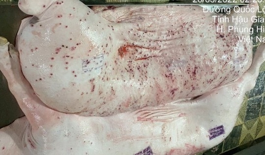 Xuất hiện thông tin Công ty CP Chăn nuôi CP Việt Nam chế biến lợn bệnh: Cục Chăn nuôi và Thú y yêu cầu khẩn trương vào cuộc kiểm tra