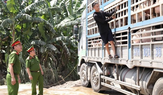 Kinh hãi xe tải chở đầy lợn nhiễm dịch tả châu Phi đi tiêu thụ