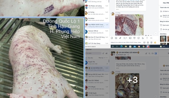 Bị tố bán gà, lợn nhiễm bệnh, Công ty C.P. Việt Nam nói gì?