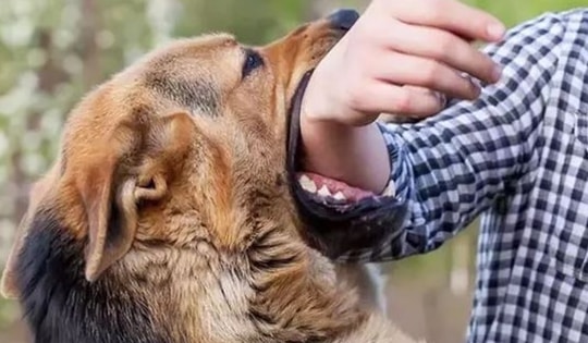 Sau 5 tháng bị chó nhà cắn, em bé 8 tuổi nguy kịch, tiên lượng tử vong