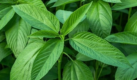 Loại rau rẻ bèo lại bổ chẳng kém 'nhân sâm', cứ ra chợ Việt là thấy