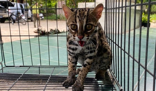 2 loại động vật Vườn quốc gia Chư Mom Ray vừa tiếp nhận quý hiếm đến mức nào?