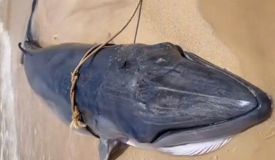 Xác cá voi dài khoảng 4 mét trôi dạt vào bờ biển Ninh Thuận