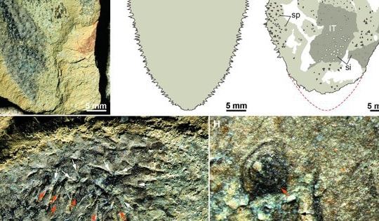 "Ảo ảnh hóa thạch" nửa tỉ năm làm lạc lối các nhà khoa học