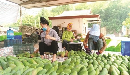 Xoài Việt Nam đang ‘làm mưa làm gió’ ở Trung Quốc