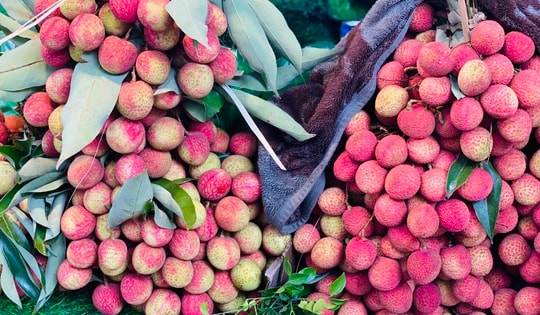 Tiểu thương lý giải nguyên nhân vải u trứng trắng Hải Dương thành mặt hàng ‘hot’ tại thị trường trái cây Việt