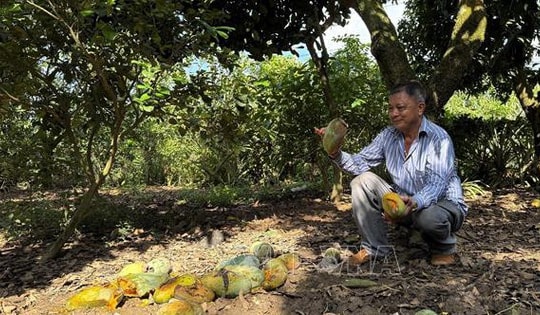 Nông dân Đồng Nai điêu đứng vì giá xoài giảm còn 1.000 đồng/kg