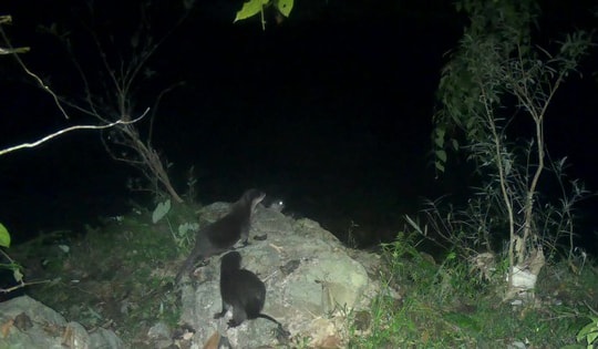 Phát hiện vết chân động vật quý hiếm giữa rừng sâu