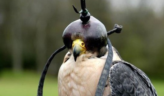 Loài chim đắt đỏ bậc nhất thế giới, giá gần nửa tỷ đồng/con, được cấp hộ chiếu, ngồi khoang hạng nhất
