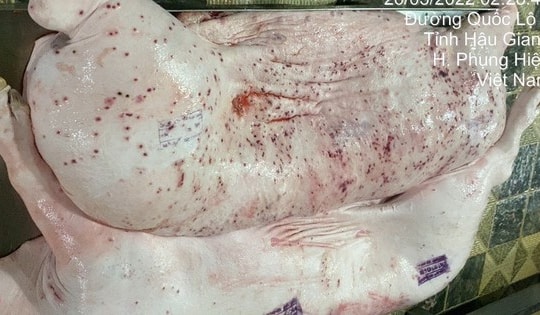 Vụ Công ty C.P. Việt Nam bị tố: Hậu Giang có 2 cơ sở giết mổ gia công cho C.P. Việt Nam?