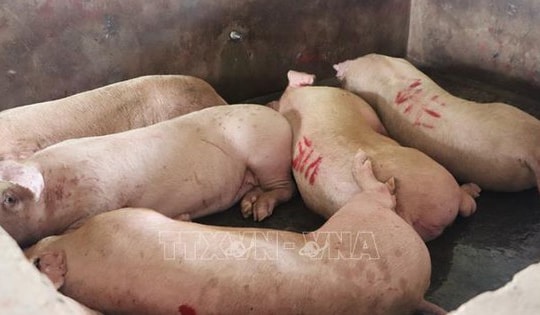 Hậu Giang thành lập đoàn kiểm tra các cơ sở giết mổ gia súc