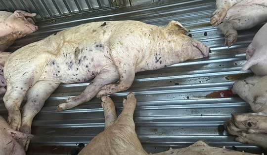 Mua lợn chết đưa vào cơ sở giết mổ