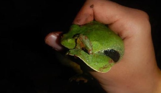 Thấy tiếng động lạ trong xô nước, cán bộ kiểm lâm hân hoan tìm thấy loài "tuyệt chủng" hơn 30 năm