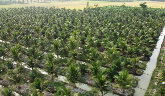 Loại quả bình dân của Việt Nam được Trung Quốc, Mỹ săn lùng, ví như "vàng xanh", Bến Tre trồng cực nhiều