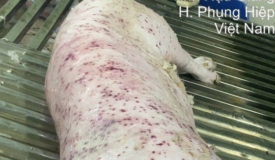 Vụ Công ty C.P. Việt Nam bị 'tố': Lợn bệnh đóng dấu vuông đưa ra thị trường, Bộ NN-MT yêu cầu hoàn thiện hồ sơ chuyển cơ quan công an điều tra