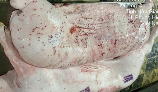 Vụ Công ty C.P. Việt Nam bị 'tố' sử dụng lợn bệnh: Hà Nội tăng cường kiểm soát 2 cơ sở giết mổ của C.P. tại KCN Phú Nghĩa