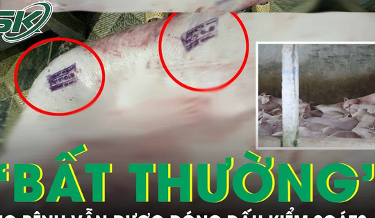 Vì sao heo gia công cho công ty C.P có dấu hiệu ‘bất thường’ vẫn được đóng dấu kiểm soát?