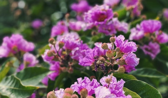 Mạng xã hội đang 'rụng tim' vì loạt ảnh hoa bằng lăng tím phủ kín phố phường Hà Nội