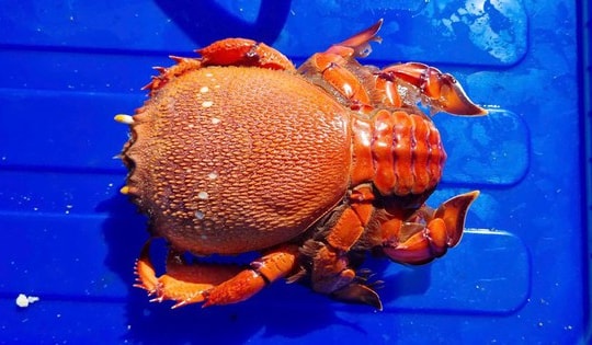 Thả 35 con cua huỳnh đế về biển Lý Sơn để tái tạo nguồn lợi thủy sản