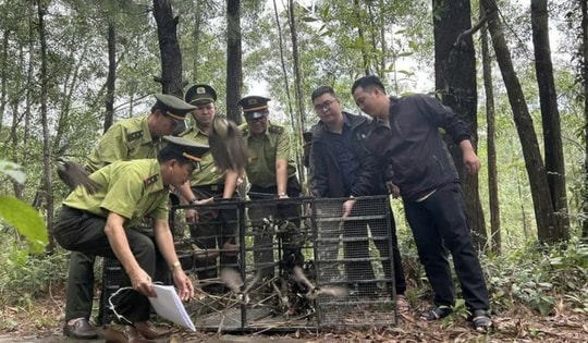 Mang chim đi cà phê phải chứng minh nguồn gốc: Kết quả sau gần 1 tháng triển khai