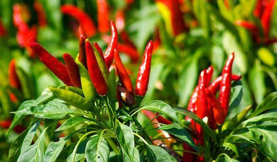 Ớt cay có tác dụng chống lão hóa mạnh mẽ